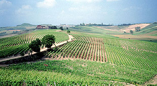 home_vigneto home_vigneto