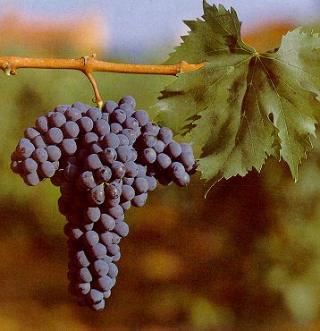 sangiovese