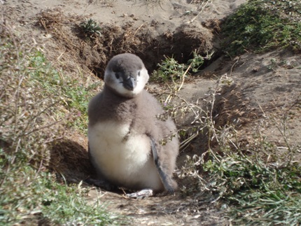 baby-penguin baby-penguin