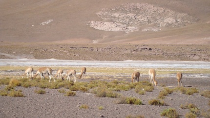 vicunas
