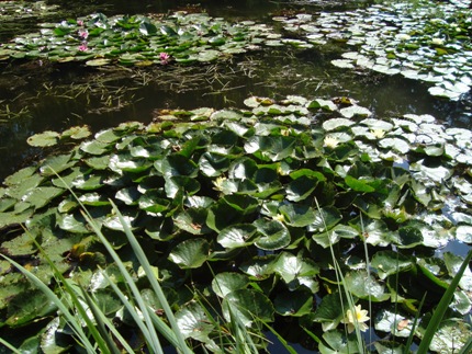 Crowding on the pond