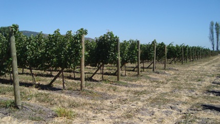 Mont Gras Vineyard
