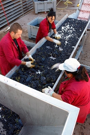 Colle Massari Sorting Table