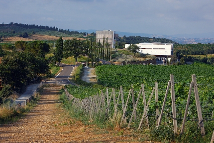 Collemassari Cantina