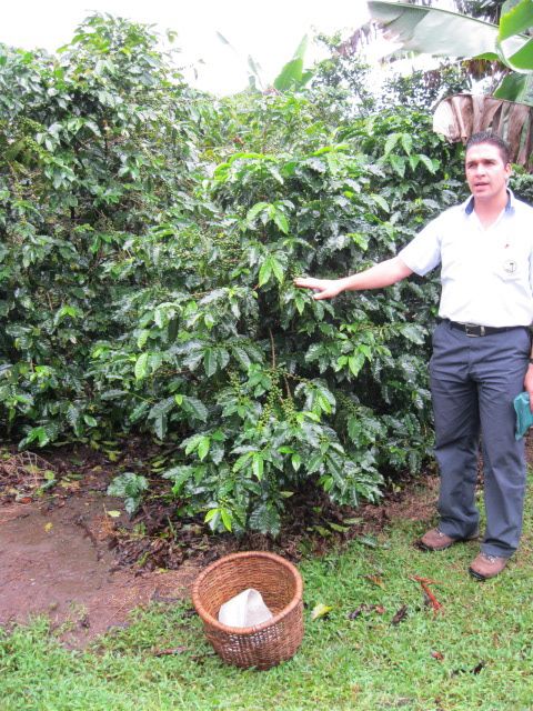COFFEE BEAN PLANTATION