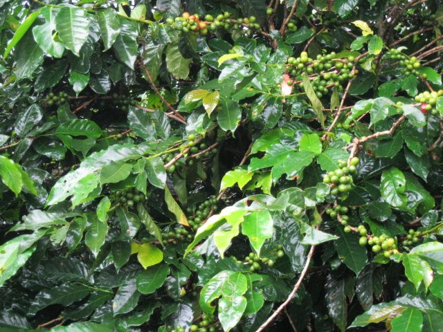COFFEE BEANS IN COSTA RICA