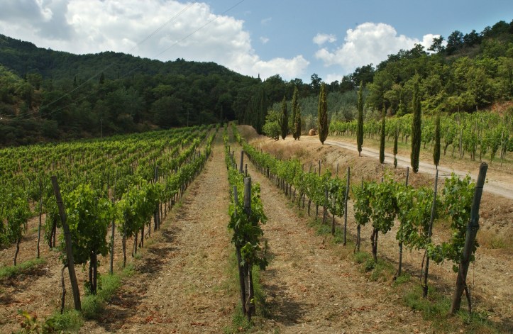Ceppeto - vigneto-vineyard Ischio - estate-summer 2006