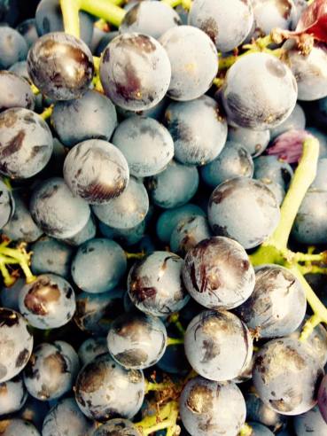 Riviera.Ligure.di.Ponente-Granaccia