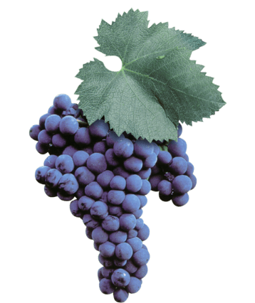 malvasia_nera