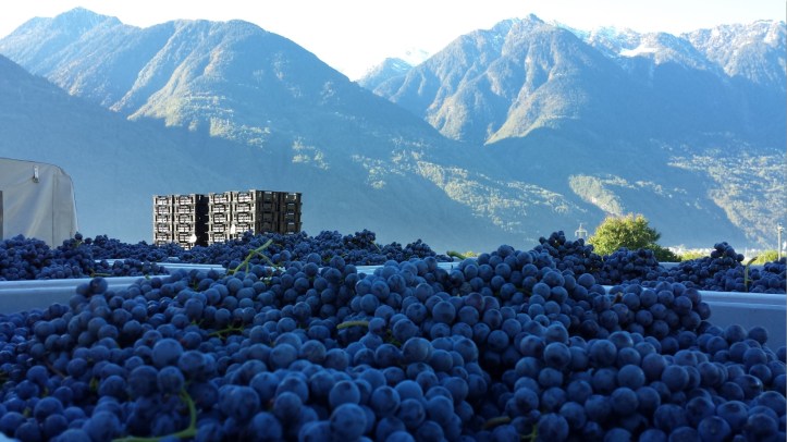Nebbiolo from the Alps