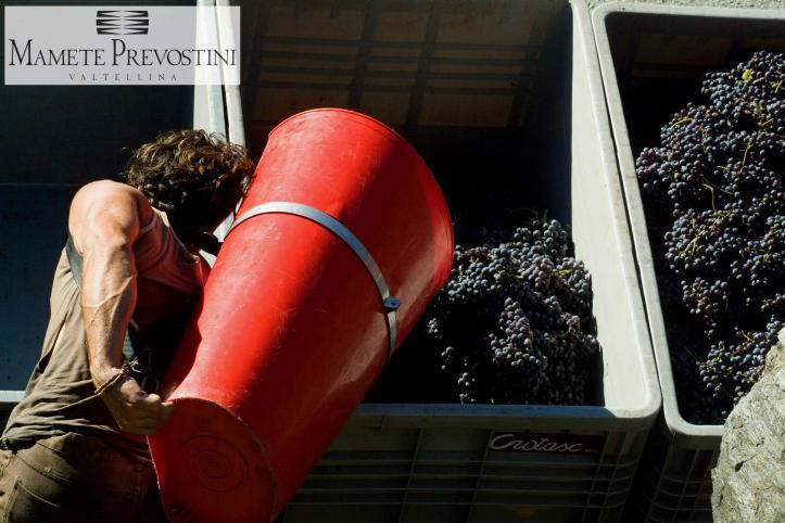 Vendemmia in Valtellina