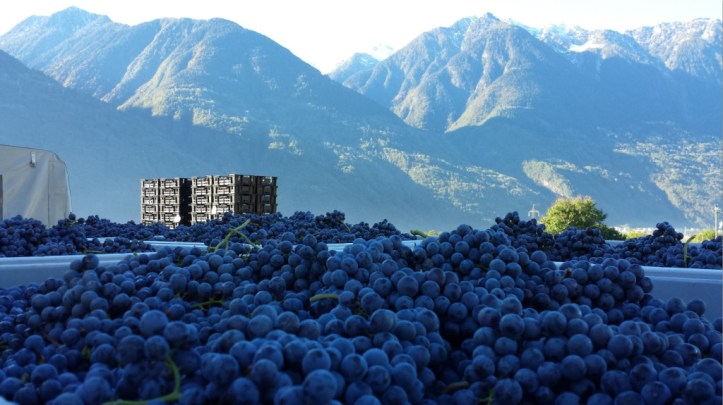 Nebbiolo from the Alps